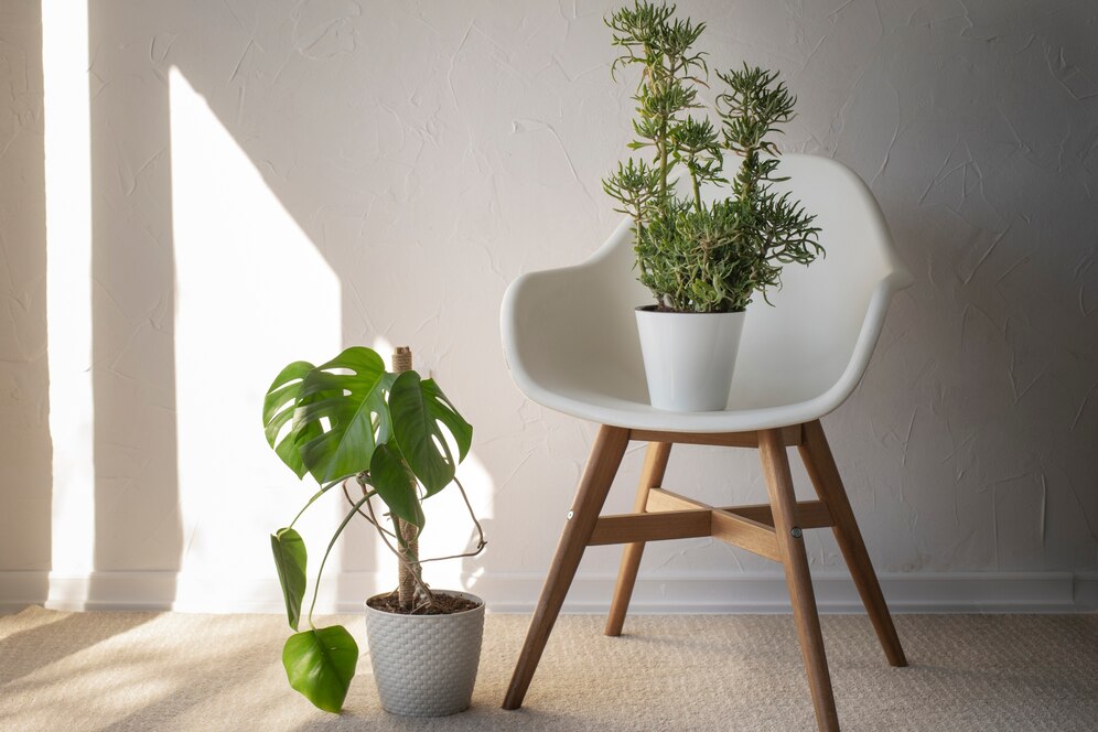 Indoor plants 